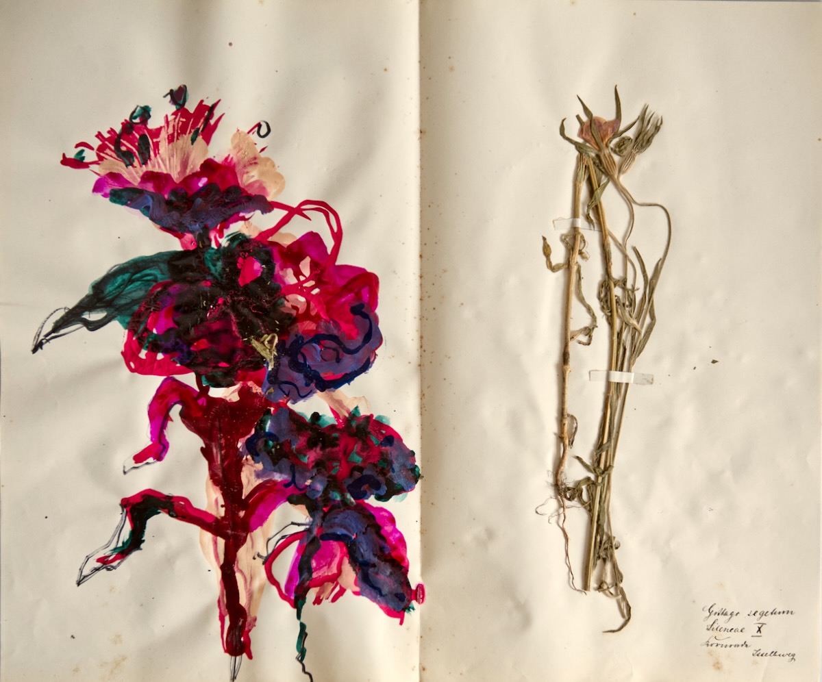 Aus dem Herbarium, Mischtechnik auf Papier, 38,5 x 46 cm, 2024