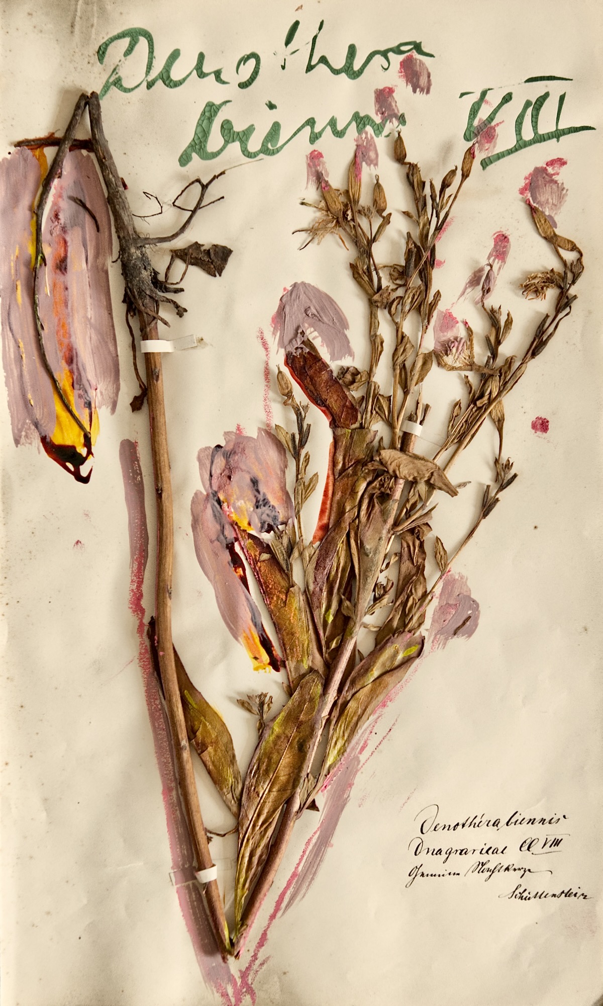 Aus dem Herbarium, Mischtechnik auf Papier, 38,5 x 23 cm, 2024
