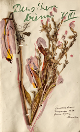 Aus dem Herbarium - 3 von 8.jpeg