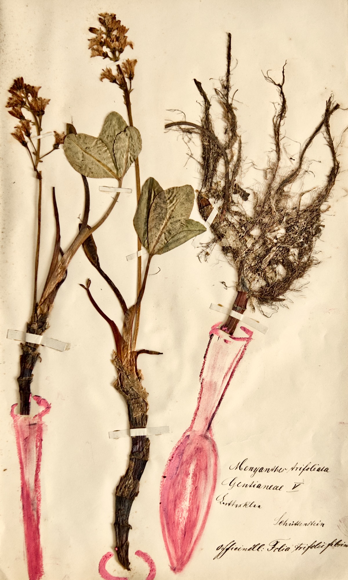 Aus dem Herbarium, Mischtechnik auf Papier, 38,5 x 23 cm, 2024