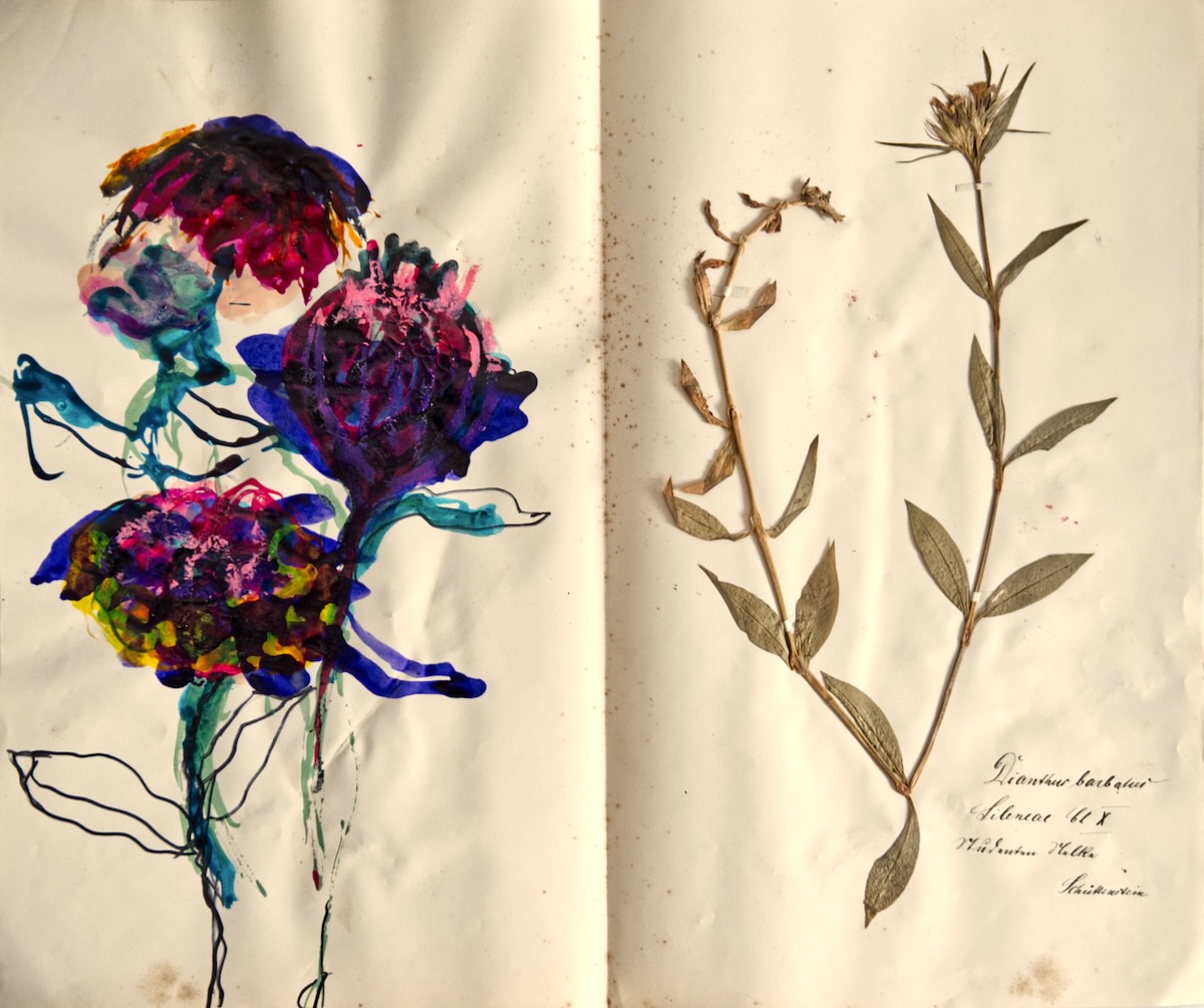 Aus dem Herbarium, Mischtechnik auf Papier, 38,5 x 46 cm, 2024